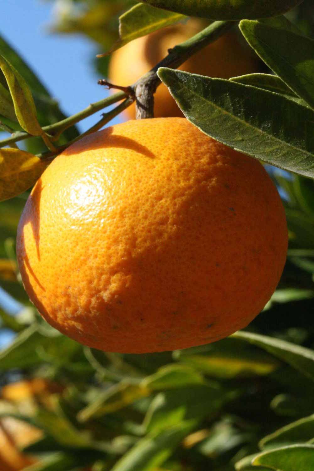            Fruit (Riverside, CA)   